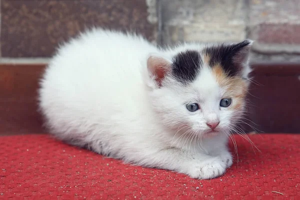 Kırmızı halıdaki küçük kedi yavrusu