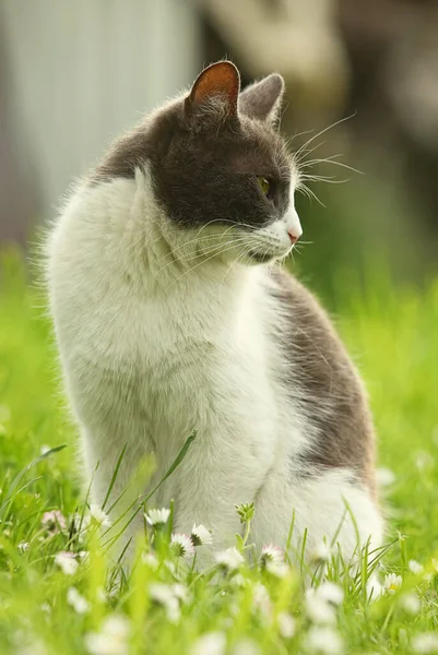 Kedi çayıra bakıyor.