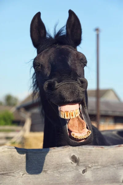 Das Pferd Schaut Aus Dem Gehege Und Zeigt Seine Zähne — Stockfoto