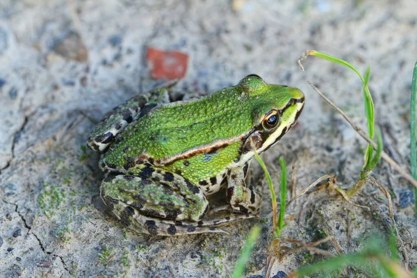 Grosse Grenouille Verte Sol — Photo