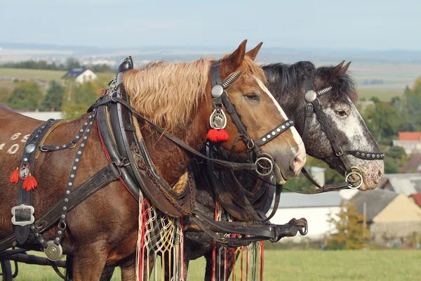 Kutlama için madalyalı atlar.