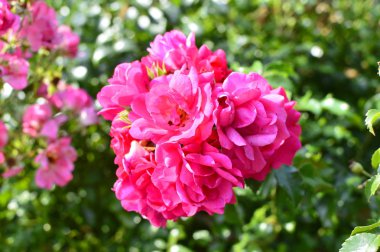 Hollanda bahçesinde gül