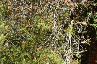 Manzaralı ve deniz kenarına yakın bir kaya üzerinde yeşil kaktüs  