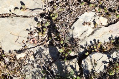 Manzaralı ve deniz kenarına yakın bir kaya üzerinde yeşil kaktüs  