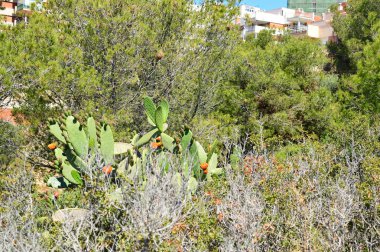 Manzaralı ve deniz kenarına yakın bir kaya üzerinde yeşil kaktüs  