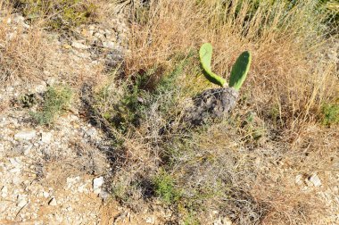 Manzaralı ve deniz kenarına yakın bir kaya üzerinde yeşil kaktüs  