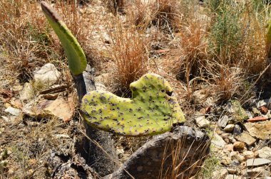 Manzaralı ve deniz kenarına yakın bir kaya üzerinde yeşil kaktüs  