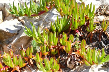 Manzaralı ve deniz kenarına yakın bir kaya üzerinde yeşil kaktüs  