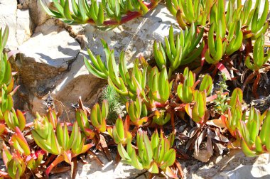 Manzaralı ve deniz kenarına yakın bir kaya üzerinde yeşil kaktüs  