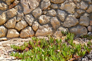 Bahçedeki yeşil bitki