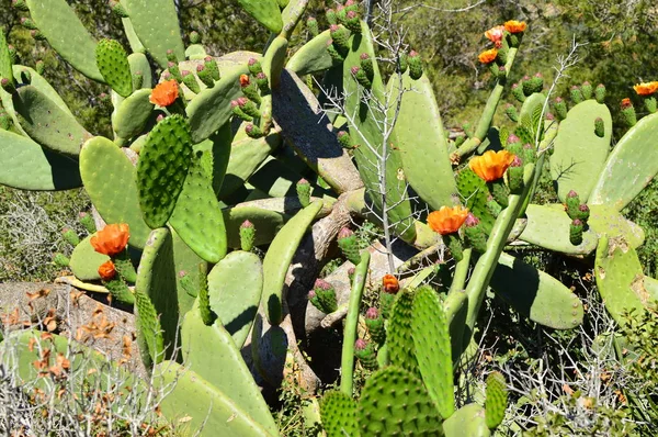 Grön Kaktus Klippa Med Utsikt Och Nära Havet — Stockfoto
