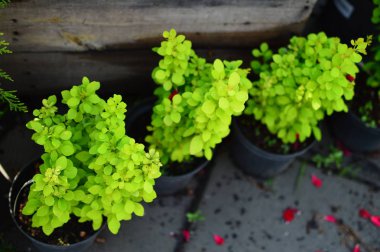 satılık kreşte çok renkli saksı çiçekleri