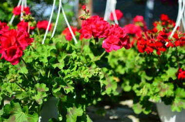 Bahçedeki kırmızı çiçekler