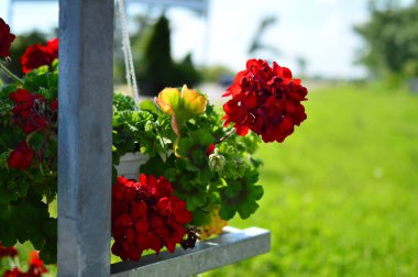 Bahçedeki kırmızı çiçekler