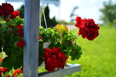 Bahçedeki kırmızı çiçekler