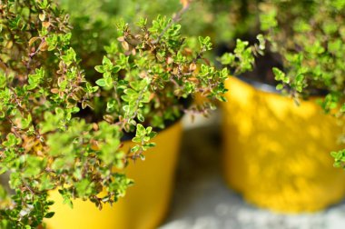 satılık kreşte çok renkli saksı çiçekleri