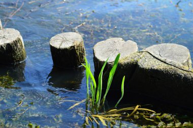 kıyı boyunca ahşap kütükler bariyer