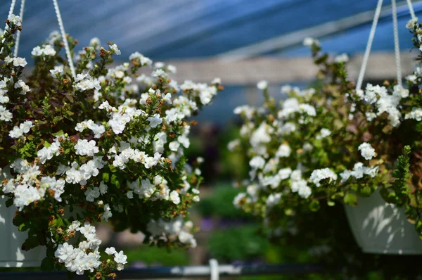 yeşil planlar ve çiçekler makro çekim
