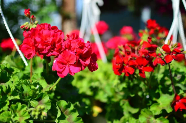 Rode Bloemen Tuin — Stockfoto
