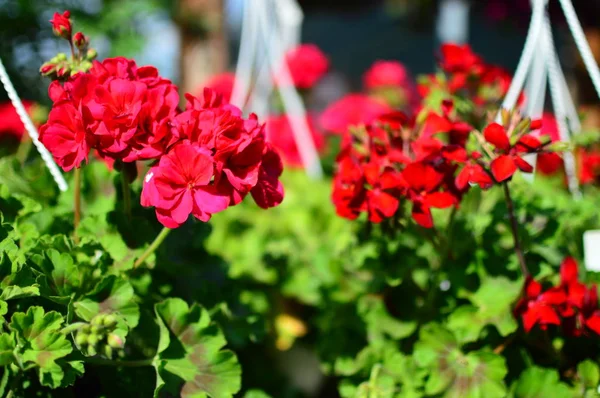 Flores Rojas Jardín —  Fotos de Stock