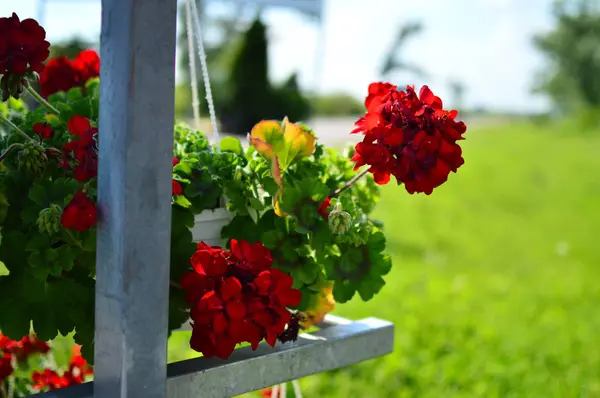 Flores Rojas Jardín —  Fotos de Stock