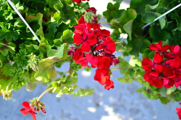 Fleurs Dans Jardin — Photo