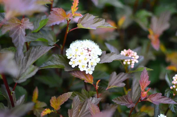 Fleurs Dans Jardin — Photo