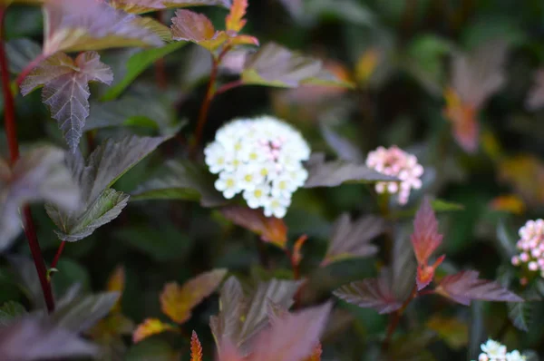 Fleurs Dans Jardin — Photo