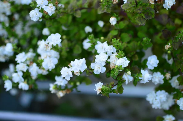 Flowers Garden — Stock Photo, Image