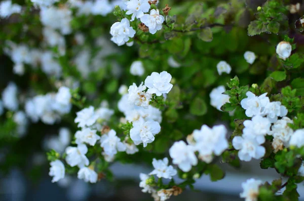 Flowers Garden — Stock Photo, Image