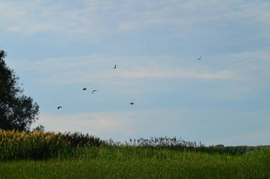 Nehirden kıyıya görünüm