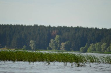Nehirden kıyıya görünüm