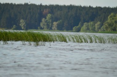 Nehirden kıyıya görünüm