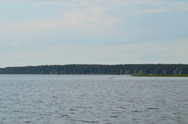 Uitzicht Vanaf Rivier Naar Kust — Stockfoto