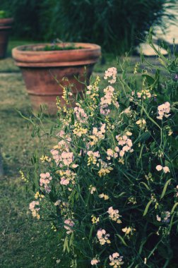 tencerede yeşil çiçekler