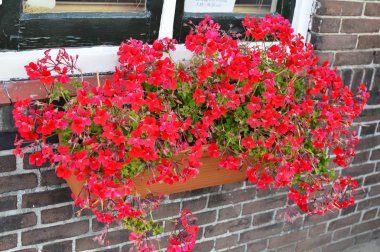 tencerede yeşil çiçekler