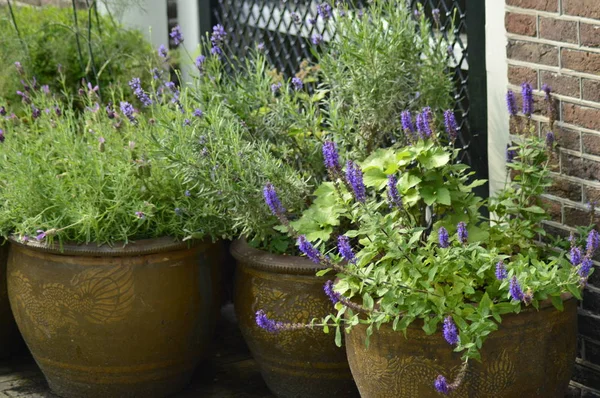 tencerede yeşil çiçekler