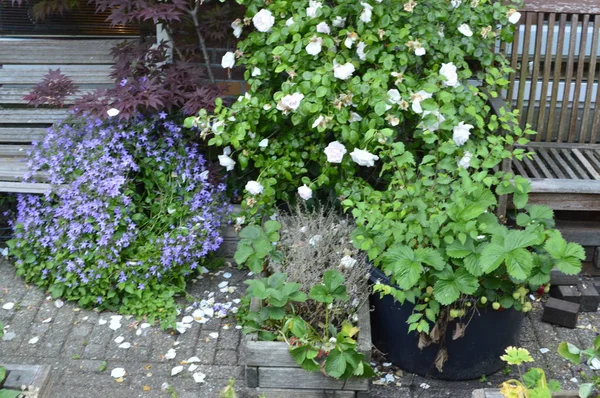 Green Flowers Pots — Stock Photo, Image