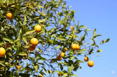 Olgun portakal ağacı dalları üzerinde