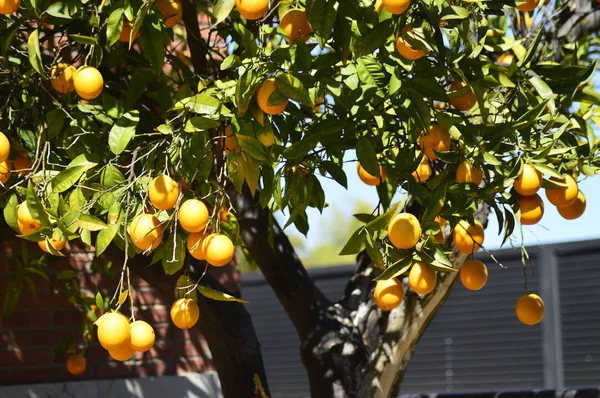 Olgun portakal ağacı dalları üzerinde