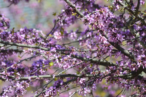 ağaç üzerinde küçük pembe çiçekler