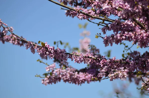 Small Pink Flowers Tree — Stock Photo, Image