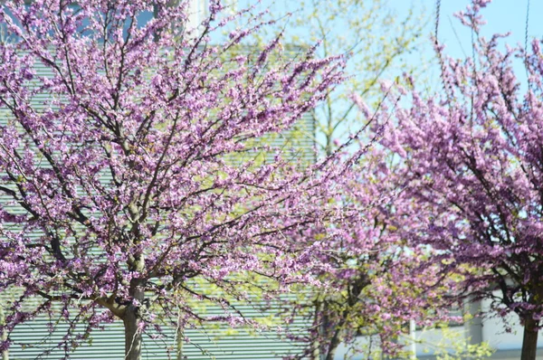 Small Pink Flowers Tree — Stock Photo, Image