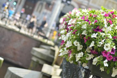 Bahçede parlak renk doymuş petunya çiçeği