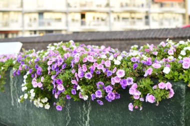Bahçede parlak renk doymuş petunya çiçeği
