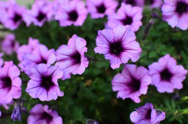 Bahçede parlak renk doymuş petunya çiçeği