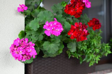 Bahçede parlak renk doymuş petunya çiçeği