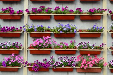 Bahçede parlak renk doymuş petunya çiçeği