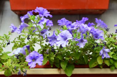 Bahçede parlak renk doymuş petunya çiçeği