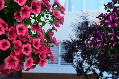 Bahçede parlak renk doymuş petunya çiçeği